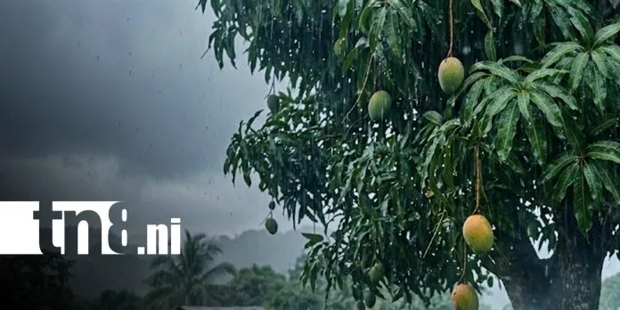 A cobijarse: Lluvias y clima fresco marcarán la semana en Nicaragua