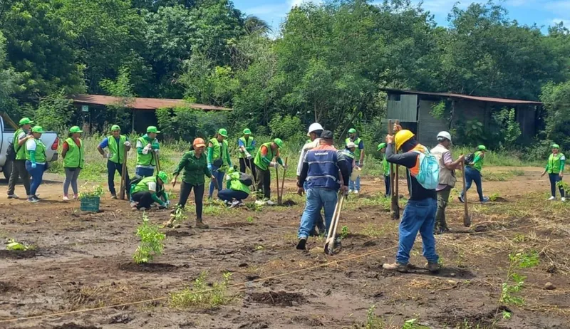 Siembran 11 mil árboles en el occidente de Nicaragua para proteger fuentes de agua