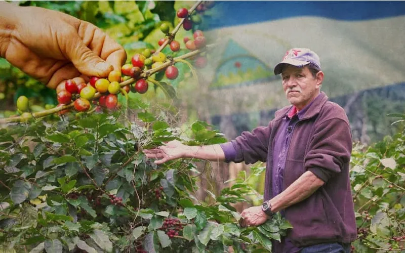 Gobierno asegura protección a la Cosecha Cafetalera 2026-2027