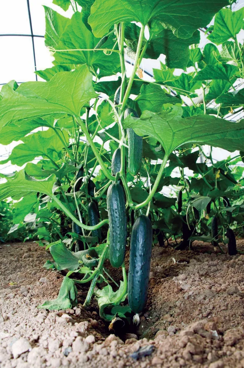 Producción de pepino alcanza los 2.3 millones de unidades en octubre de 2026