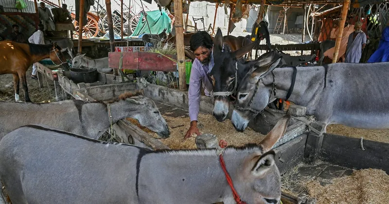 El creciente apetito de China por carne y piel de burro impulsa un nuevo negocio en Pakistán