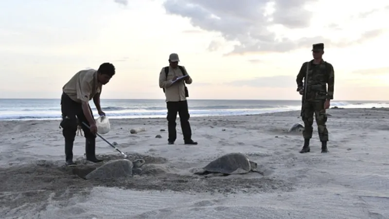 MARENA resguarda segunda arribada masiva de tortugas paslama en Carazo