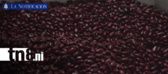 Producción nacional y exportaciones agropecuarias impulsan la economía de Nicaragua