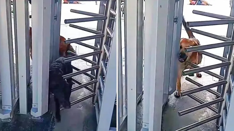 Dos perros se cuelan en un sistema de transporte y les dan una tierna 'sanción' (VIDEO)