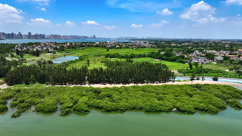 De guardianes costeros a activos globales: la respuesta de los manglares de Zhuhai al desafío climático mundial