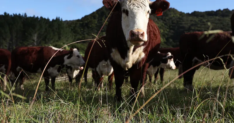 Trump reduce aranceles a algunas importaciones de carne molida para bajar los precios