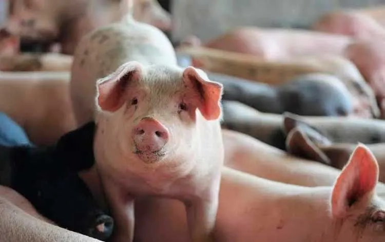 Asegurado suministro nacional de carne porcina