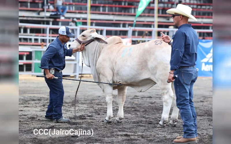 Nicaragua brilla en juzgamientos de la Feria Ganadera Internacional 2026