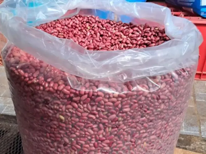 Frijol Rojo Agosto 2026