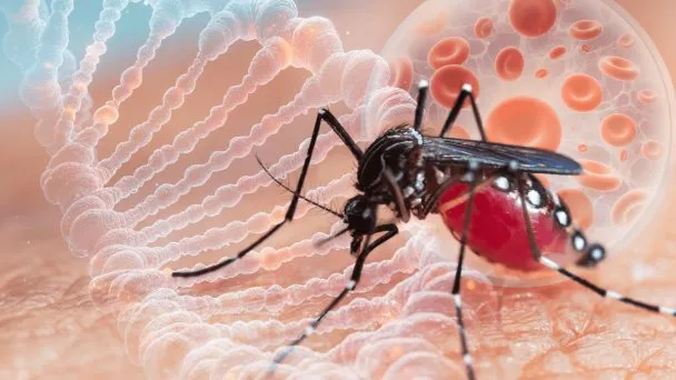 “Tres enfermedades y un solo responsable”: el Aedes Aegypti