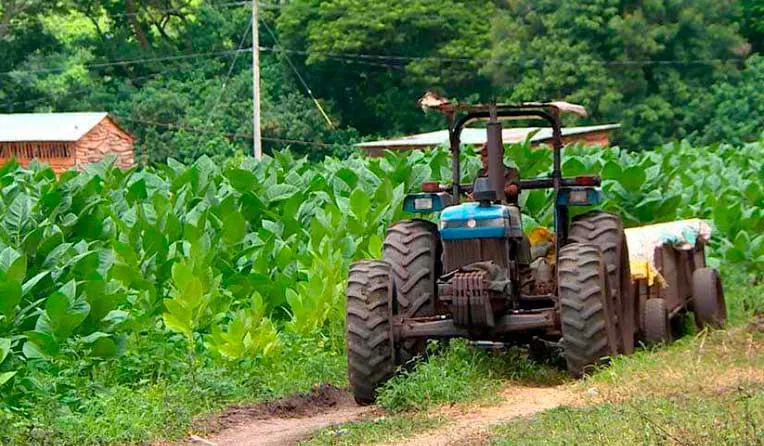 Grandes avances en cosecha de tabaco