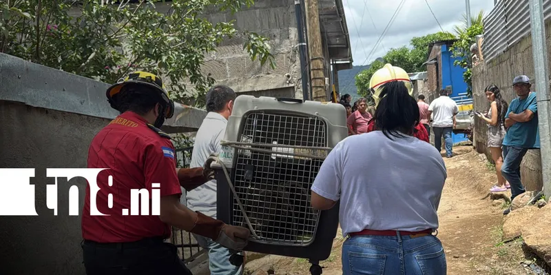 Pitbull es sacrificado luego de atacar a una señora en Matagalpa