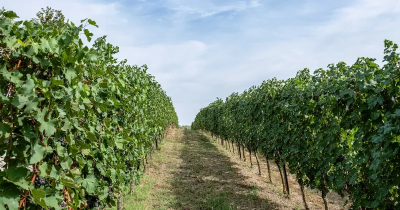 Este es el destino vinícola donde el turismo crece, mientras el consumo mundial de vino cae