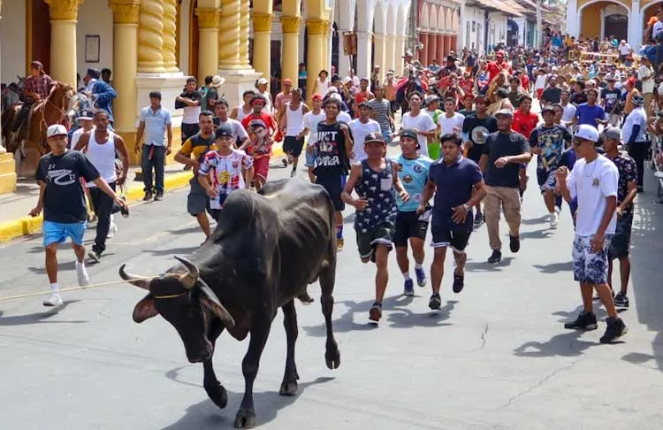 Tradicional Tope de Toros en honor Virgen de la Asunción en Granada