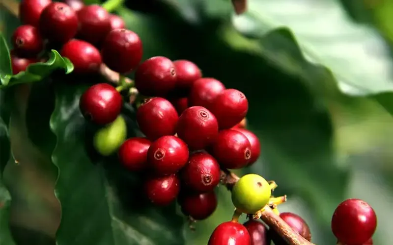 Declararán 13 de noviembre Día Nacional del Café