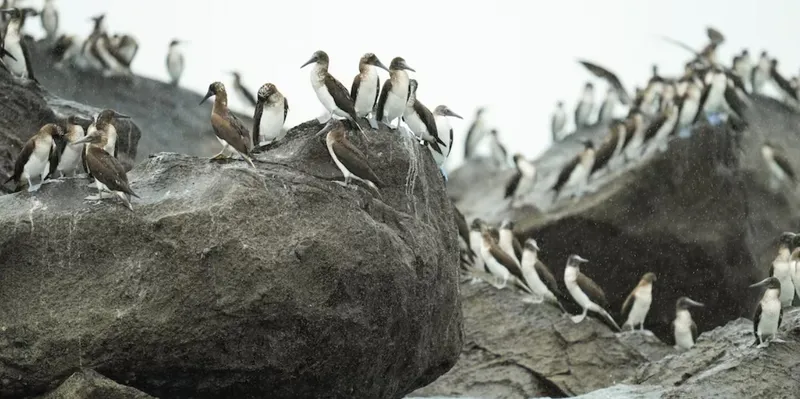 Invasión inesperada: cientos de aves llegan a Panamá por el impacto de El Niño