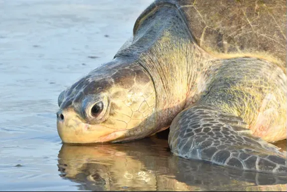 Más de 3 mil tortugas paslama llegan a anidar a Chacocente