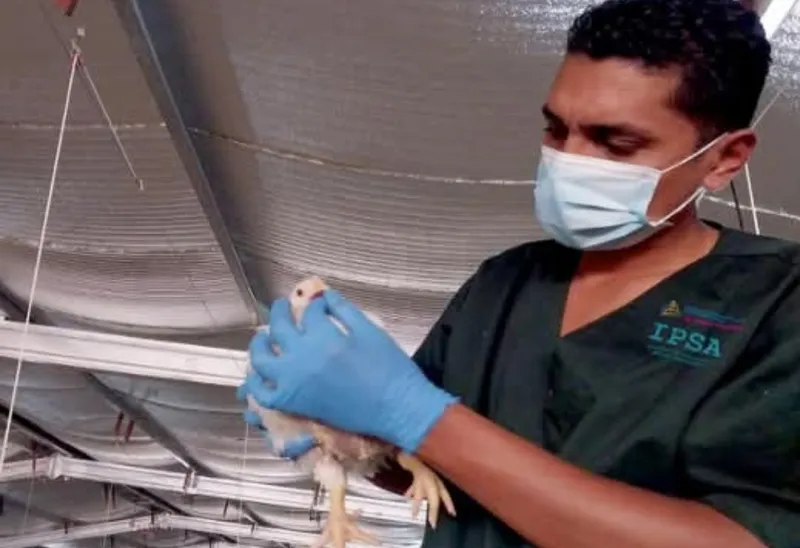Histórico estatus libre de influenza aviar protege la producción avícola de Nicaragua