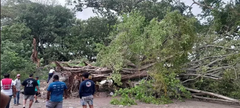 Enorme árbol cae sobre microbús turístico en Granada