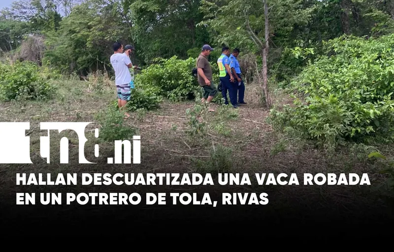 Investigan robo de una vaca que fue descuartizada en Tola, Rivas