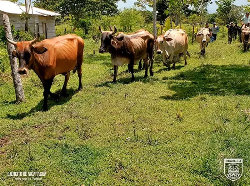 Ejército recupera 8 reses robadas en Puerto Cabezas