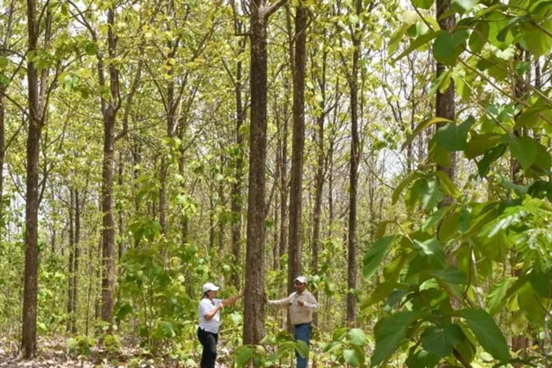 Nicaragua supera los 200 mil dólares en exportaciones de madera en un solo mes