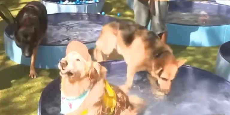 Nuevo récord al concentrar a más de 200 perros en piscinas