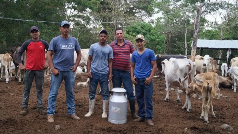 Nicaragua registra importante crecimiento en la producción de leche durante 2026