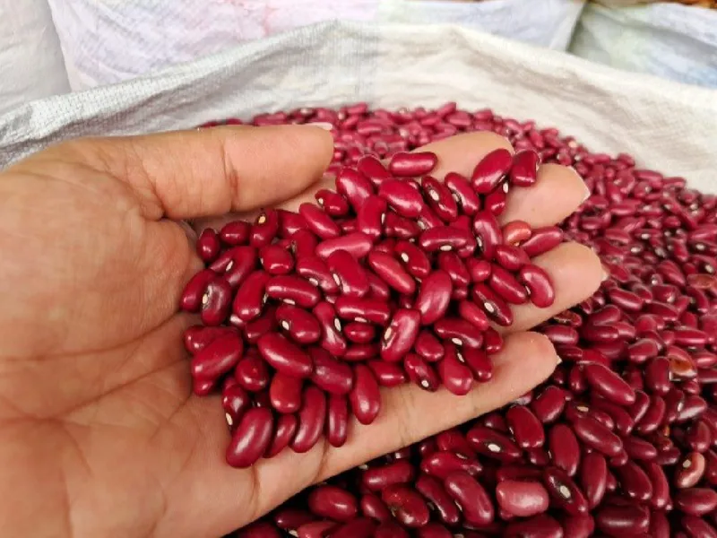 Nicaragua registra una cosecha de 617,300 quintales de frijol rojo en la época de Primera del ciclo agrícola 2026/2027