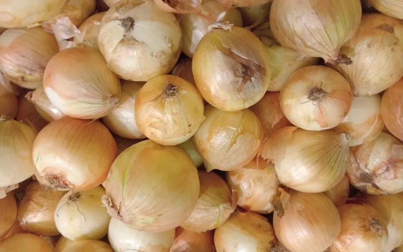 Producción de cebolla al mes de mayo de 2026