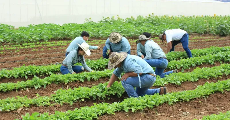 Ventas del agro colombiano comienzan a sentir el lado incómodo del dólar débil