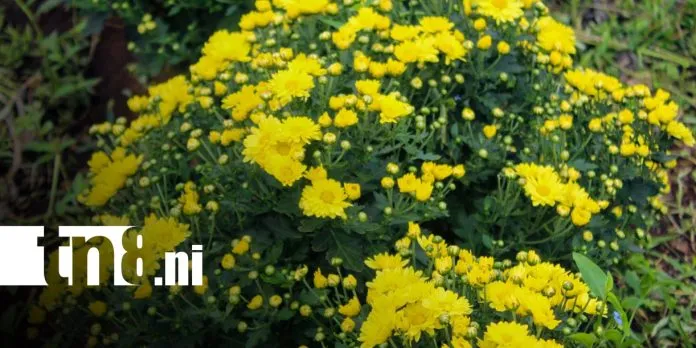 Catarina se viste de flores para el día de los fieles difuntos