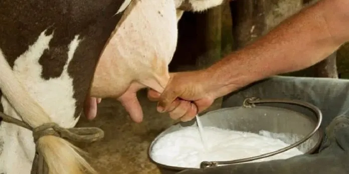 Industria láctea de Nicaragua se consolida y deja atrás el histórico «golpe de leche»