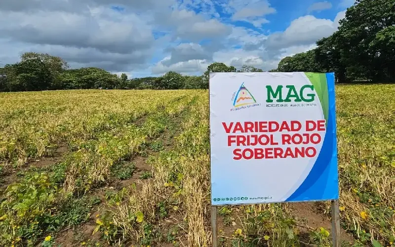 Nueva variedad de Frijol Rojo Soberano