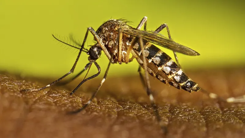 MINSA informa descenso de casos de malaria y leptospirosis en el país