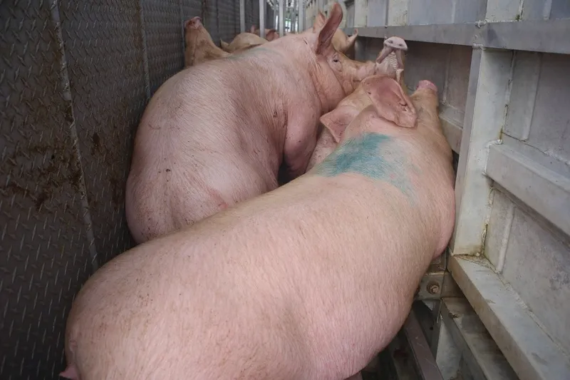 México suspende importaciones de algunos productos de cerdo estadunidense por pseudorrabia