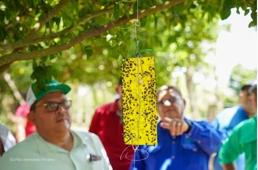 Río Blanco y Granada: IPSA refuerza vigilancia y control contra el Gusano Barrenador