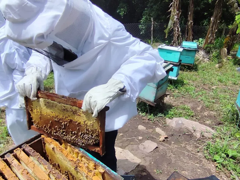 MAG reporta producción de 818 toneladas de miel en el primer cuatrimestre de 2026