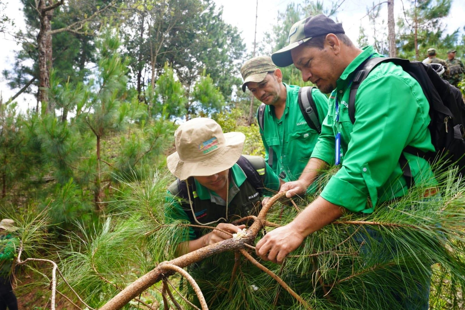 Marena inicia monitoreo en bosques de pino para prevenir el gorgojo descortezador