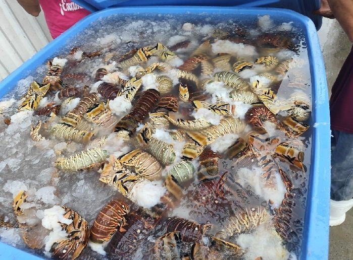 Producción de langosta crece un 100% en la temporada 2025-2026 en el Caribe Norte