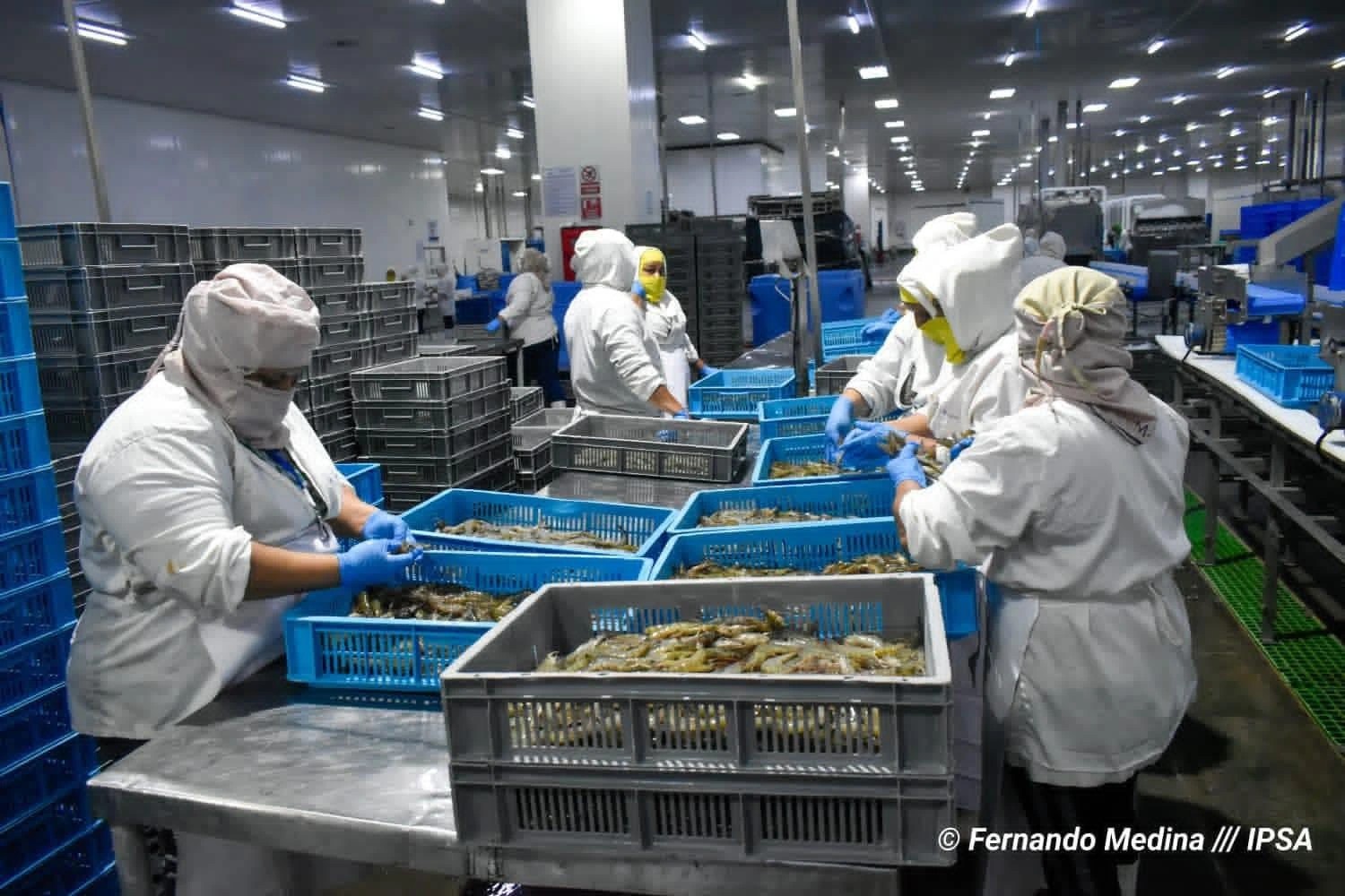 México ratifica certificación a exportaciones de camarón a dos empresas nicaragüenses