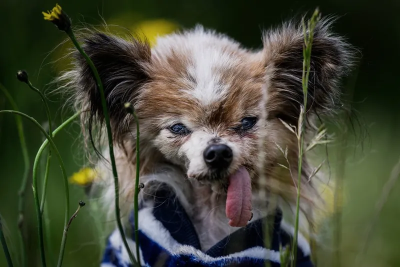 El perro “más viejo del mundo” muere a los 30 años