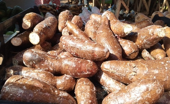 Cultivo de yuca contribuye a desarrollo económico