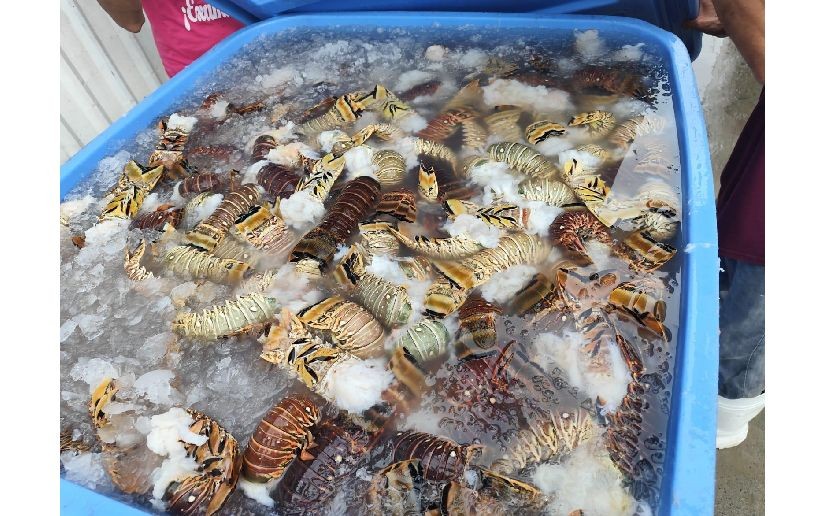 Pescadores del Caribe Norte duplican producción de langosta