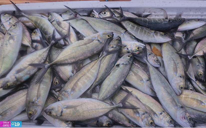 Sector pesquero registran aumento en sus ingresos