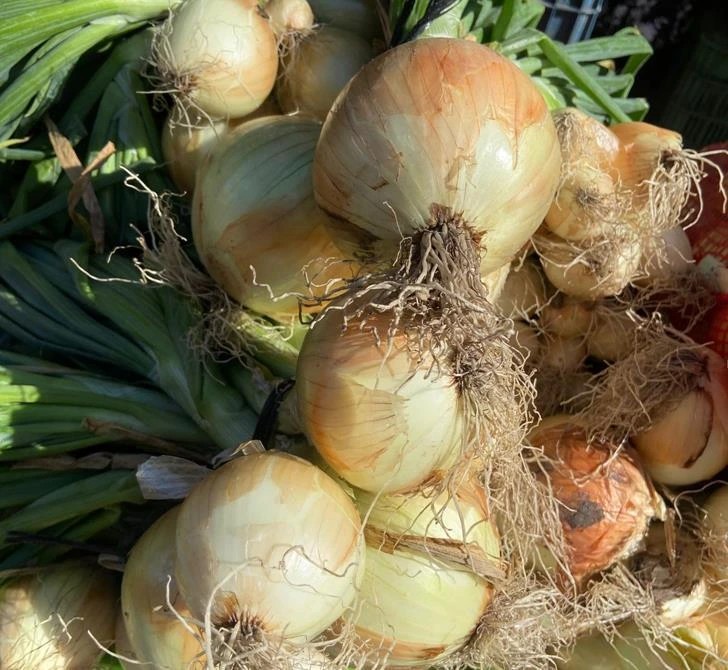 Nicaragua proyecta una cosecha de 87 mil quintales de cebolla amarilla en marzo