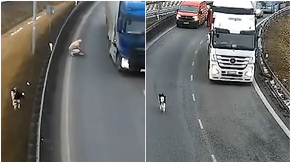 VIDEO: Unos terneros se escapan y 'deciden' dar un paseo en medio de una autopista