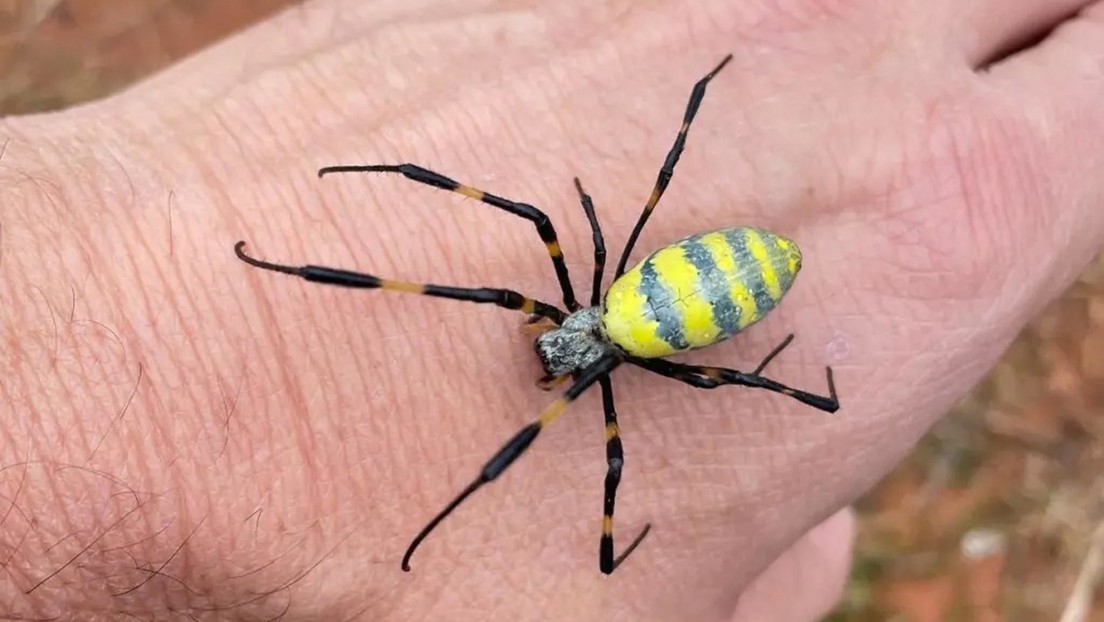 Arañas voladoras venenosas de tamaño gigante 'invaden' Estados Unidos