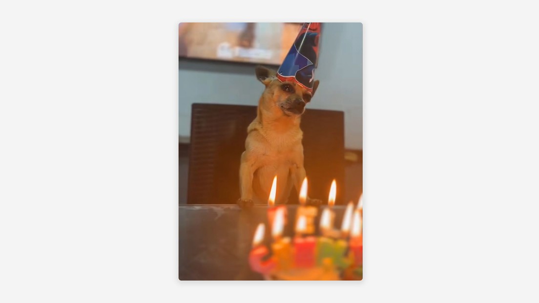 Una celebración que derrite corazones: un perrito llora en su cumpleaños (VIDEO)