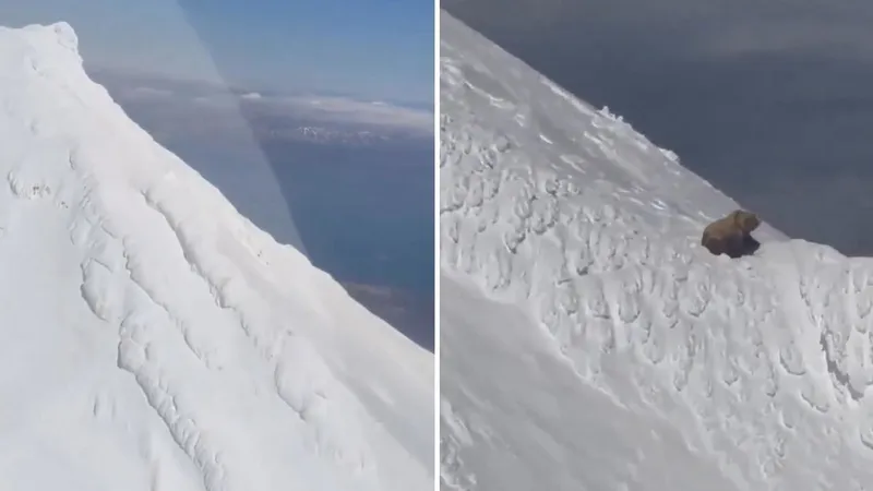 VIDEO: Piloto de helicóptero captura impresionantes tomas de un oso escalando una montaña nevada